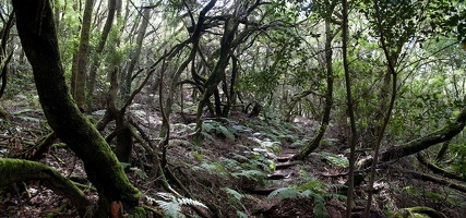 Lorbeerwald im Nationalpark Garajonay; La Gomera