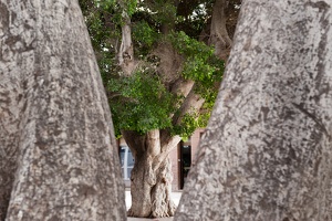 Ficus Bäume in San Sebastian, La Gomera