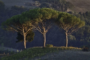 Bäume in der Toskana